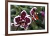 Phalaenopsis “Every Spring”-null-Framed Photographic Print