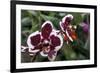 Phalaenopsis “Every Spring”-null-Framed Photographic Print