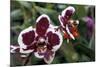 Phalaenopsis “Every Spring”-null-Mounted Photographic Print