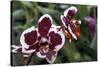 Phalaenopsis “Every Spring”-null-Stretched Canvas