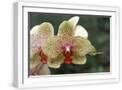 White Frame