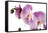 Phalaenopsis Hilo Pink1-Fabio Petroni-Framed Stretched Canvas