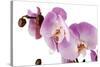 Phalaenopsis Hilo Pink1-Fabio Petroni-Stretched Canvas