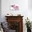 Phalaenopsis Hilo Pink1-Fabio Petroni-Photographic Print displayed on a wall