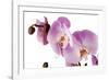 Phalaenopsis Hilo Pink1-Fabio Petroni-Framed Photographic Print