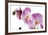 Phalaenopsis Hilo Pink1-Fabio Petroni-Framed Photographic Print