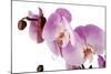 Phalaenopsis Hilo Pink1-Fabio Petroni-Mounted Photographic Print