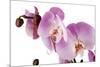 Phalaenopsis Hilo Pink1-Fabio Petroni-Mounted Photographic Print