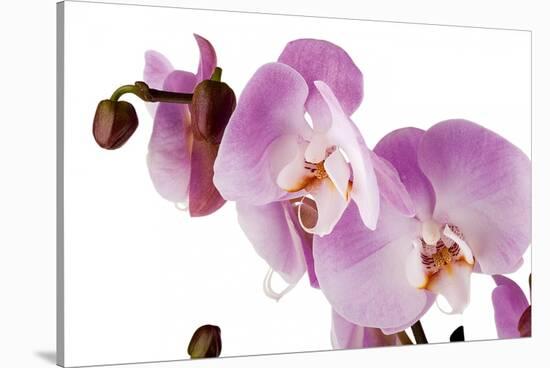 Phalaenopsis Hilo Pink1-Fabio Petroni-Stretched Canvas