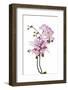 Phalaenopsis Hilo Pink2-Fabio Petroni-Framed Photographic Print