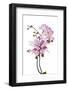 Phalaenopsis Hilo Pink2-Fabio Petroni-Framed Photographic Print