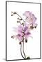 Phalaenopsis Hilo Pink2-Fabio Petroni-Mounted Photographic Print