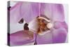 Phalaenopsis Hilo Pink3-Fabio Petroni-Stretched Canvas