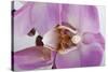 Phalaenopsis Hilo Pink3-Fabio Petroni-Stretched Canvas