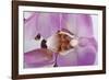 Phalaenopsis Hilo Pink3-Fabio Petroni-Framed Photographic Print