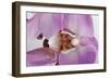 Phalaenopsis Hilo Pink3-Fabio Petroni-Framed Photographic Print