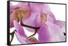 Phalaenopsis Hilo Pink4-Fabio Petroni-Framed Stretched Canvas