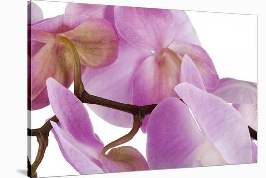 Phalaenopsis Hilo Pink4-Fabio Petroni-Stretched Canvas