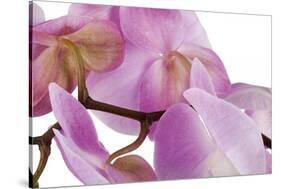 Phalaenopsis Hilo Pink4-Fabio Petroni-Stretched Canvas