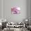 Phalaenopsis Hilo Pink4-Fabio Petroni-Photographic Print displayed on a wall