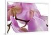 Phalaenopsis Hilo Pink4-Fabio Petroni-Framed Photographic Print