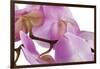 Phalaenopsis Hilo Pink4-Fabio Petroni-Framed Photographic Print