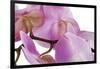 Phalaenopsis Hilo Pink4-Fabio Petroni-Framed Photographic Print