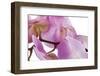 Phalaenopsis Hilo Pink4-Fabio Petroni-Framed Photographic Print