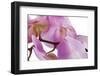 Phalaenopsis Hilo Pink4-Fabio Petroni-Framed Photographic Print