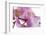 Phalaenopsis Hilo Pink4-Fabio Petroni-Framed Photographic Print