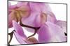 Phalaenopsis Hilo Pink4-Fabio Petroni-Mounted Photographic Print