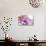 Phalaenopsis Hilo Pink4-Fabio Petroni-Photographic Print displayed on a wall