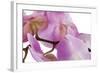 Phalaenopsis Hilo Pink4-Fabio Petroni-Framed Photographic Print