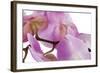 Phalaenopsis Hilo Pink4-Fabio Petroni-Framed Photographic Print