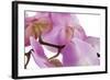 Phalaenopsis Hilo Pink4-Fabio Petroni-Framed Photographic Print