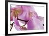 Phalaenopsis Hilo Pink4-Fabio Petroni-Framed Photographic Print