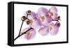 Phalaenopsis Hilo Pink-Fabio Petroni-Framed Stretched Canvas