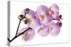 Phalaenopsis Hilo Pink-Fabio Petroni-Stretched Canvas