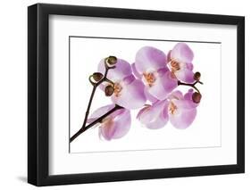 Phalaenopsis Hilo Pink-Fabio Petroni-Framed Photographic Print