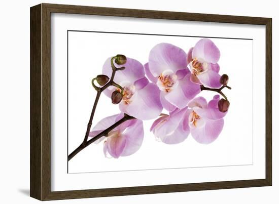 Phalaenopsis Hilo Pink-Fabio Petroni-Framed Photographic Print