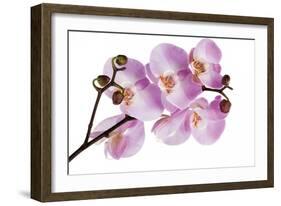 Phalaenopsis Hilo Pink-Fabio Petroni-Framed Photographic Print