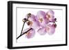 Phalaenopsis Hilo Pink-Fabio Petroni-Framed Photographic Print