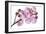 Phalaenopsis Hilo Pink-Fabio Petroni-Framed Photographic Print