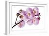 Phalaenopsis Hilo Pink-Fabio Petroni-Framed Photographic Print