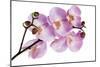 Phalaenopsis Hilo Pink-Fabio Petroni-Mounted Photographic Print