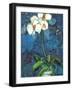 Phalaenopsis I-Connie Tunick-Framed Giclee Print