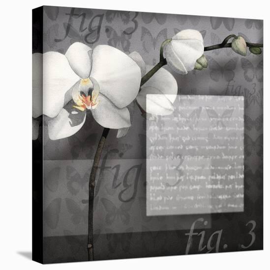 Phalaenopsis I-Kory Fluckiger-Stretched Canvas