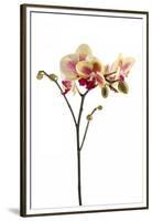 Phalaenopsis Ibrid1-Fabio Petroni-Framed Premium Photographic Print