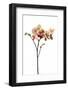 Phalaenopsis Ibrid1-Fabio Petroni-Framed Photographic Print