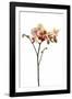 Phalaenopsis Ibrid1-Fabio Petroni-Framed Photographic Print